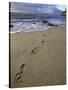 Footprints in the Sand, Turtle Bay Resort Beach, Northshore, Oahu, Hawaii, USA-Darrell Gulin-Stretched Canvas