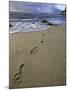 Footprints in the Sand, Turtle Bay Resort Beach, Northshore, Oahu, Hawaii, USA-Darrell Gulin-Mounted Premium Photographic Print