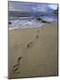 Footprints in the Sand, Turtle Bay Resort Beach, Northshore, Oahu, Hawaii, USA-Darrell Gulin-Mounted Photographic Print