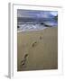 Footprints in the Sand, Turtle Bay Resort Beach, Northshore, Oahu, Hawaii, USA-Darrell Gulin-Framed Photographic Print