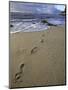 Footprints in the Sand, Turtle Bay Resort Beach, Northshore, Oahu, Hawaii, USA-Darrell Gulin-Mounted Photographic Print