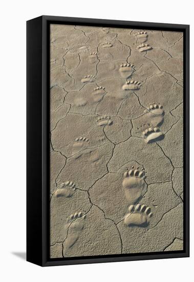 Footprints of and cub coastal grizzly bears in Lake Clark National Park, Alaska.-Brenda Tharp-Framed Stretched Canvas