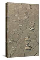 Footprints of and cub coastal grizzly bears in Lake Clark National Park, Alaska.-Brenda Tharp-Stretched Canvas