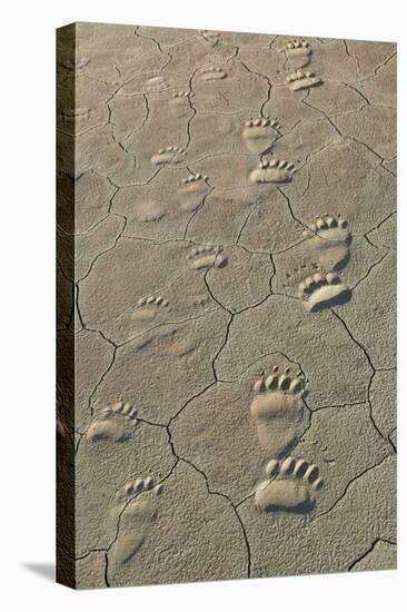 Footprints of and cub coastal grizzly bears in Lake Clark National Park, Alaska.-Brenda Tharp-Stretched Canvas