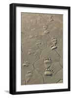 Footprints of and cub coastal grizzly bears in Lake Clark National Park, Alaska.-Brenda Tharp-Framed Premium Photographic Print