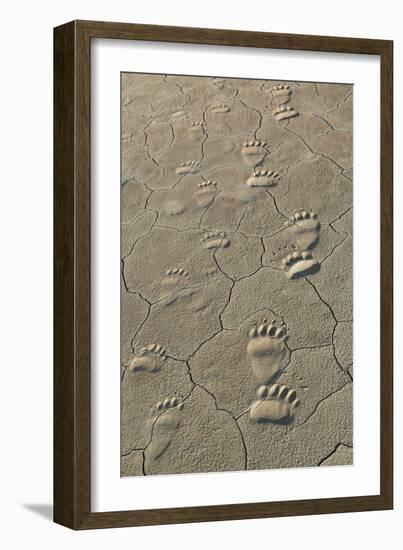 Footprints of and cub coastal grizzly bears in Lake Clark National Park, Alaska.-Brenda Tharp-Framed Photographic Print