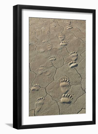 Footprints of and cub coastal grizzly bears in Lake Clark National Park, Alaska.-Brenda Tharp-Framed Photographic Print