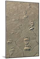 Footprints of and cub coastal grizzly bears in Lake Clark National Park, Alaska.-Brenda Tharp-Mounted Photographic Print