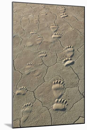 Footprints of and cub coastal grizzly bears in Lake Clark National Park, Alaska.-Brenda Tharp-Mounted Photographic Print