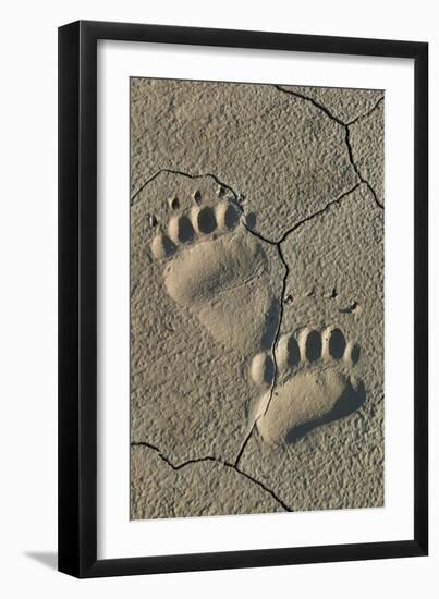 Footprints of coastal grizzly bear. Lake Clark National Park, Alaska.-Brenda Tharp-Framed Premium Photographic Print