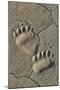 Footprints of coastal grizzly bear. Lake Clark National Park, Alaska.-Brenda Tharp-Mounted Premium Photographic Print