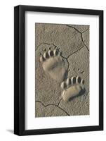 Footprints of coastal grizzly bear. Lake Clark National Park, Alaska.-Brenda Tharp-Framed Photographic Print