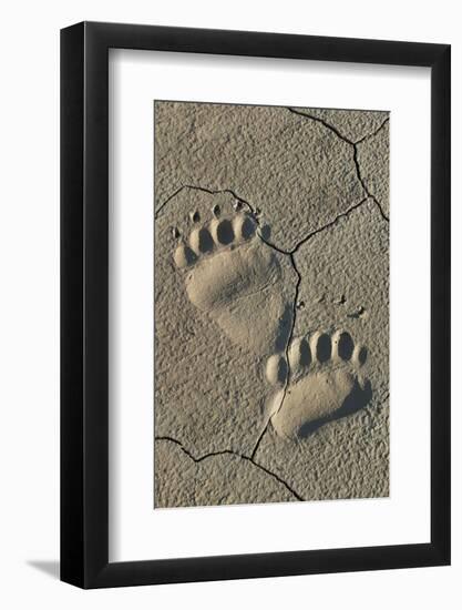 Footprints of coastal grizzly bear. Lake Clark National Park, Alaska.-Brenda Tharp-Framed Photographic Print