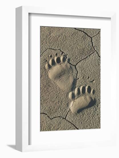 Footprints of coastal grizzly bear. Lake Clark National Park, Alaska.-Brenda Tharp-Framed Photographic Print