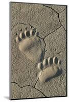 Footprints of coastal grizzly bear. Lake Clark National Park, Alaska.-Brenda Tharp-Mounted Photographic Print