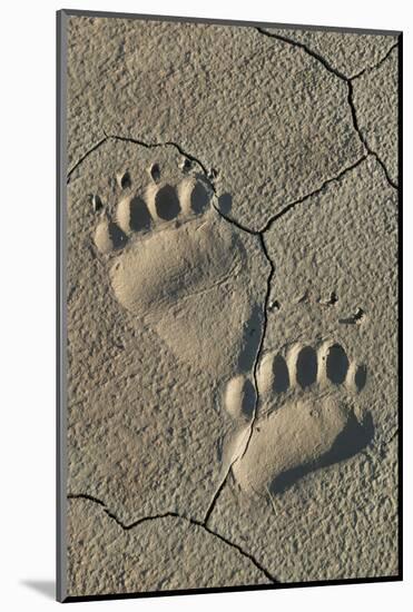 Footprints of coastal grizzly bear. Lake Clark National Park, Alaska.-Brenda Tharp-Mounted Photographic Print