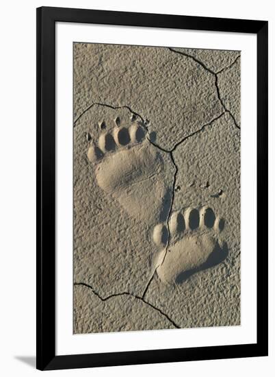Footprints of coastal grizzly bear. Lake Clark National Park, Alaska.-Brenda Tharp-Framed Premium Photographic Print