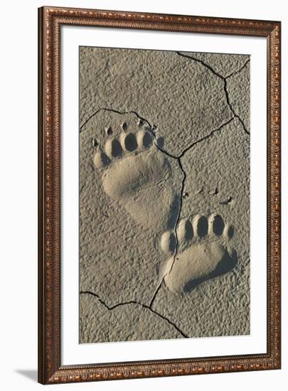 Footprints of coastal grizzly bear. Lake Clark National Park, Alaska.-Brenda Tharp-Framed Premium Photographic Print