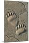 Footprints of coastal grizzly bear. Lake Clark National Park, Alaska.-Brenda Tharp-Mounted Photographic Print