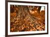 Footprints of Fall-Bob Larson-Framed Art Print