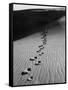 Footprints on Sand Dunes of North Carolina Beach-Fritz Goro-Framed Stretched Canvas