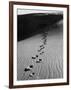 Footprints on Sand Dunes of North Carolina Beach-Fritz Goro-Framed Photographic Print