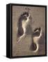 Footprints-Bruno Abarco-Framed Stretched Canvas