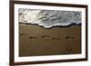 Footprints-Lynda White-Framed Photographic Print