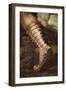 Footwear, Detail from Alexander Great Taming Bucephalus-Giovanni Antonio Bazzi-Framed Giclee Print