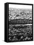 For a Baseball Field in Central Parc at Sunset, Manhattan, NYC, US, Black and White Photography-Philippe Hugonnard-Framed Stretched Canvas