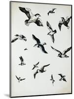 For the Birds-Sydney Edmunds-Mounted Giclee Print