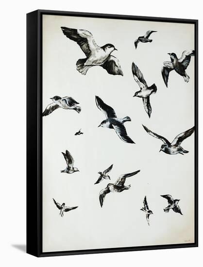 For the Birds-Sydney Edmunds-Framed Stretched Canvas