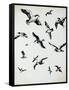 For the Birds-Sydney Edmunds-Framed Stretched Canvas