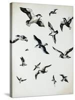 For the Birds-Sydney Edmunds-Stretched Canvas