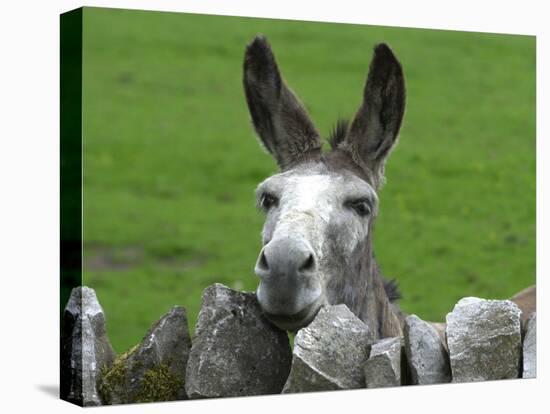 For the First Time Ever 3 Sicilian Minature Donkeys Have Been Born in Britain, 2001-null-Stretched Canvas