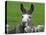 For the First Time Ever 3 Sicilian Minature Donkeys Have Been Born in Britain, 2001-null-Stretched Canvas