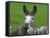 For the First Time Ever 3 Sicilian Minature Donkeys Have Been Born in Britain, 2001-null-Framed Stretched Canvas