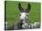 For the First Time Ever 3 Sicilian Minature Donkeys Have Been Born in Britain, 2001-null-Stretched Canvas