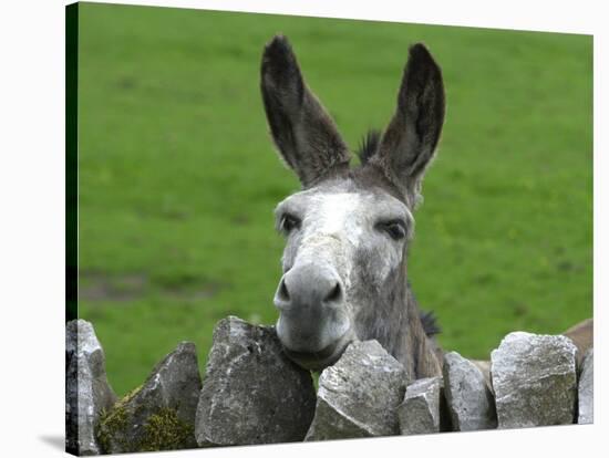 For the First Time Ever 3 Sicilian Minature Donkeys Have Been Born in Britain, 2001-null-Stretched Canvas