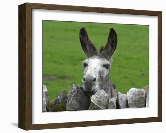 For the First Time Ever 3 Sicilian Minature Donkeys Have Been Born in Britain, 2001-null-Framed Premium Photographic Print