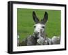 For the First Time Ever 3 Sicilian Minature Donkeys Have Been Born in Britain, 2001-null-Framed Premium Photographic Print