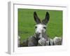 For the First Time Ever 3 Sicilian Minature Donkeys Have Been Born in Britain, 2001-null-Framed Premium Photographic Print