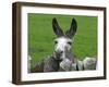 For the First Time Ever 3 Sicilian Minature Donkeys Have Been Born in Britain, 2001-null-Framed Photographic Print