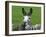 For the First Time Ever 3 Sicilian Minature Donkeys Have Been Born in Britain, 2001-null-Framed Photographic Print