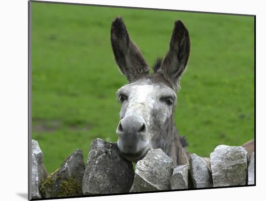 For the First Time Ever 3 Sicilian Minature Donkeys Have Been Born in Britain, 2001-null-Mounted Photographic Print