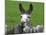 For the First Time Ever 3 Sicilian Minature Donkeys Have Been Born in Britain, 2001-null-Mounted Photographic Print