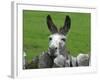 For the First Time Ever 3 Sicilian Minature Donkeys Have Been Born in Britain, 2001-null-Framed Photographic Print