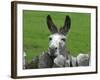 For the First Time Ever 3 Sicilian Minature Donkeys Have Been Born in Britain, 2001-null-Framed Photographic Print