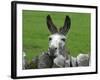 For the First Time Ever 3 Sicilian Minature Donkeys Have Been Born in Britain, 2001-null-Framed Photographic Print