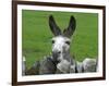 For the First Time Ever 3 Sicilian Minature Donkeys Have Been Born in Britain, 2001-null-Framed Photographic Print